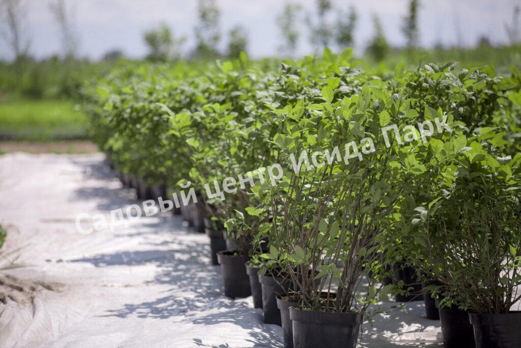 Сирень Амурская (Syringa amurensis)