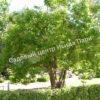 Сирень Амурская (Syringa amurensis) 10