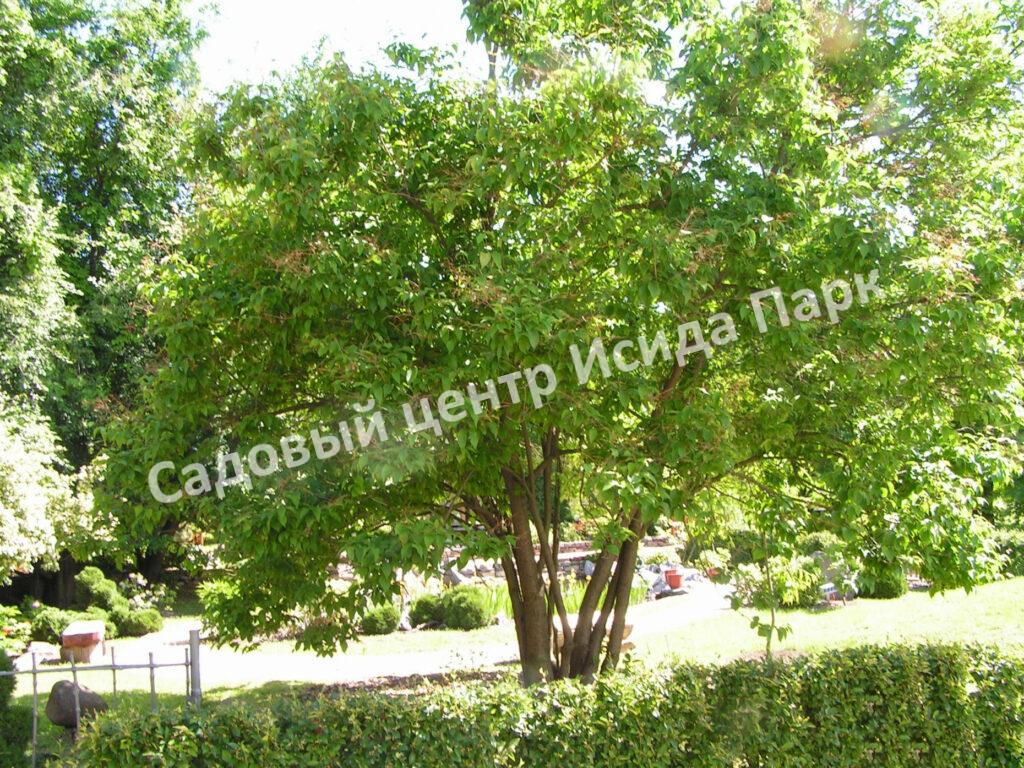 Сирень Амурская (Syringa amurensis)