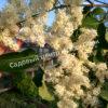 Сирень Амурская (Syringa amurensis) 11
