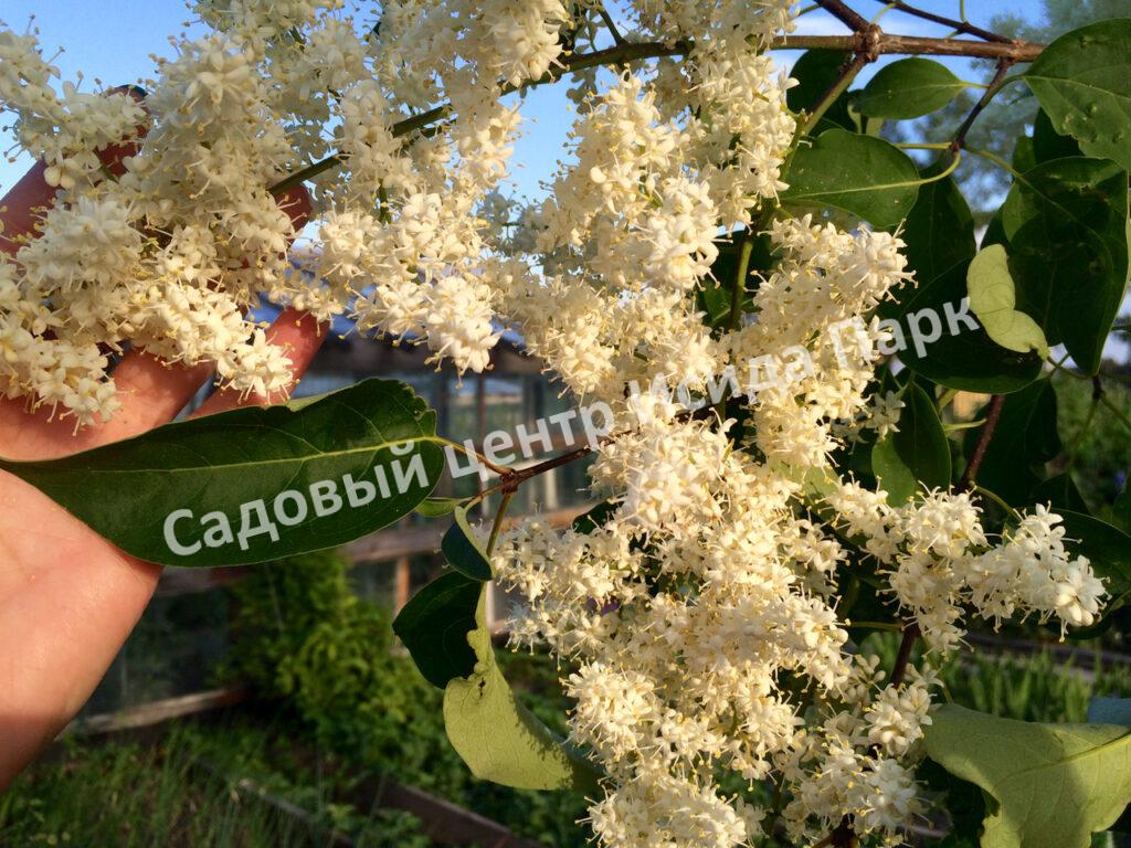 Сирень Амурская (Syringa amurensis)