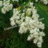 Сирень Амурская (Syringa amurensis) 12