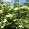 Сирень Амурская (Syringa amurensis) 13