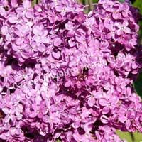 Сирень обыкновенная Джи Джей Баардс (Syringa vulgaris G.J. Baardse)