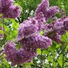 Сирень обыкновенная Джи Джей Баардс (Syringa vulgaris G.J. Baardse) 2