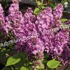 Сирень обыкновенная Джи Джей Баардс (Syringa vulgaris G.J. Baardse) 4