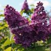 Сирень обыкновенная Джи Джей Баардс (Syringa vulgaris G.J. Baardse) 3