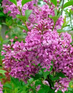 Сирень Китайская Саугеана (chinensis Saugeana)