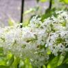 Сирень Примроуз (Primrose) 11