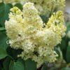 Сирень Примроуз (Primrose) 13