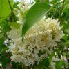 Сирень Примроуз (Primrose) 14