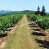 Фундук лещина Трапезунд (Trebizond) 7