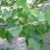 Фундук лещина Трапезунд (Trebizond) 6