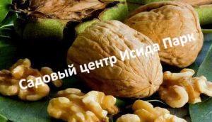 Грецкий орех Урожайный