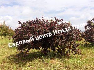 Фундук лещина Варшавский Красный (Varshavskij Krasnyj)
