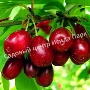 Кизил Радость