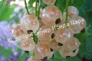Смородина белая Алмазная