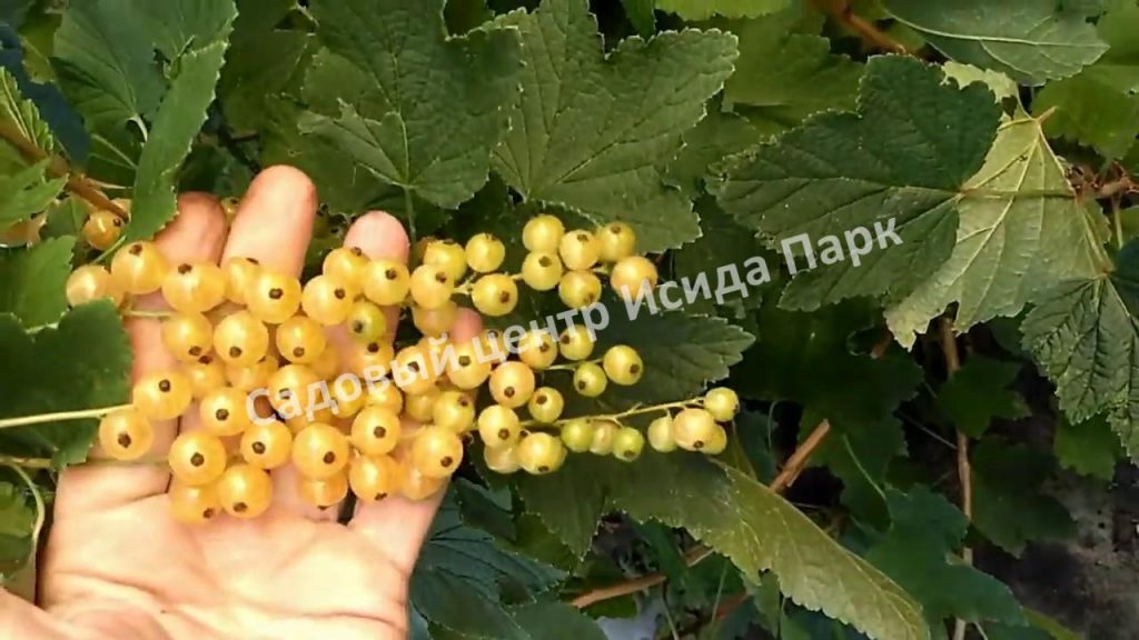 Смородина белая Баяна