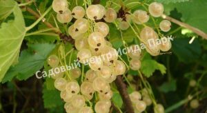 Смородина белая Беляна