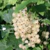 Смородина белая Беляна 2