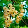 Смородина белая Большая белая 4