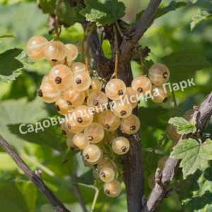Смородина белая Голландская белая