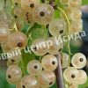 Смородина белая Смольяниновская 2