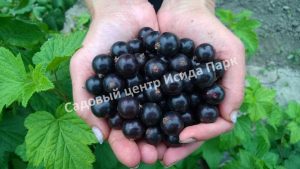Смородина черная Багира