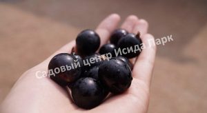 Смородина черная Башкирский великан