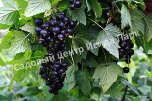Смородина черная Белорусская сладкая