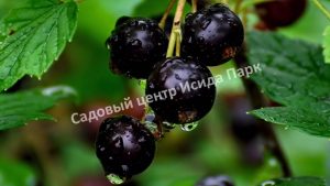 Смородина черная Измайловская