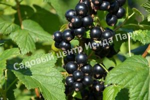 Смородина черная Загадка