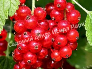 Смородина красная Красный крест
