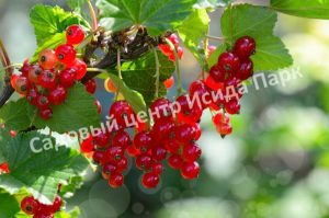 Смородина красная Версальская