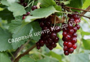 Смородина красная Вика