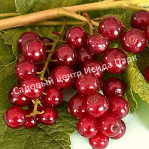 Смородина красная Вишневая