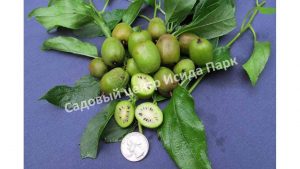 Актинидия аргута Ананасная (Actinidia arguta Ananasnaya)