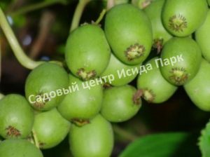 Актинидия коломикта Адам (Adam)