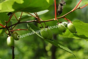 Актинидия коломикта Отличница