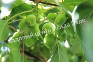 Актинидия коломикта Витаминная (Vitamin)