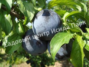 Алыча Блек амбер