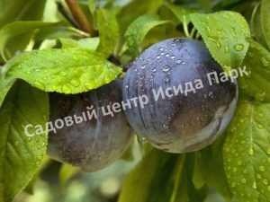 Алыча Блек голд