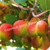 Актинидия аргута Ананасная (Actinidia arguta Ananasnaya) 7