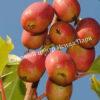 Актинидия аргута Ананасная (Actinidia arguta Ananasnaya) 5