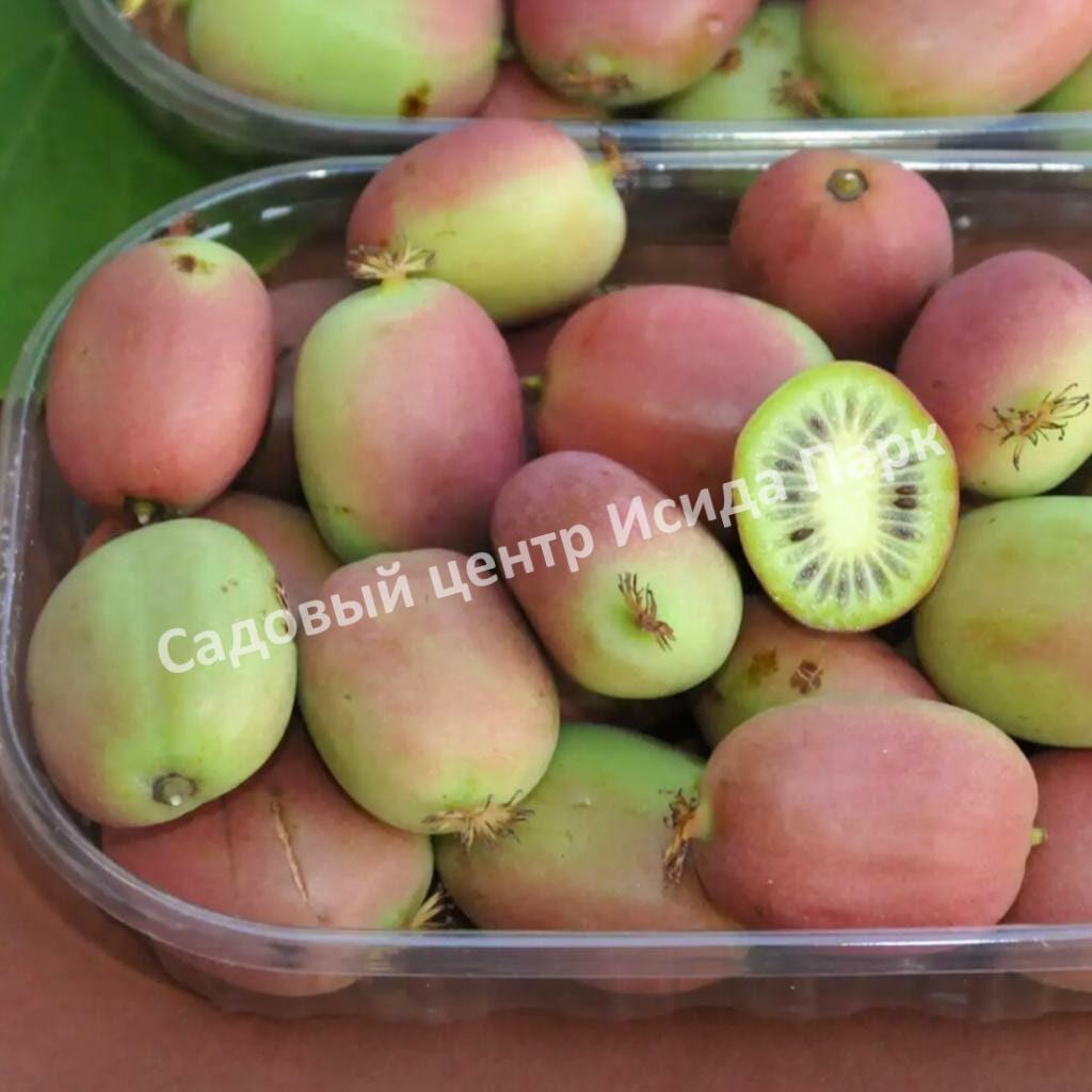 Актинидия аргута Ананасная (Actinidia arguta Ananasnaya)