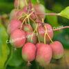 Актинидия аргута Ананасная (Actinidia arguta Ananasnaya) 6