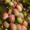 Актинидия аргута Ананасная (Actinidia arguta Ananasnaya) 9
