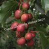 Актинидия аргута Ананасная (Actinidia arguta Ananasnaya) 10