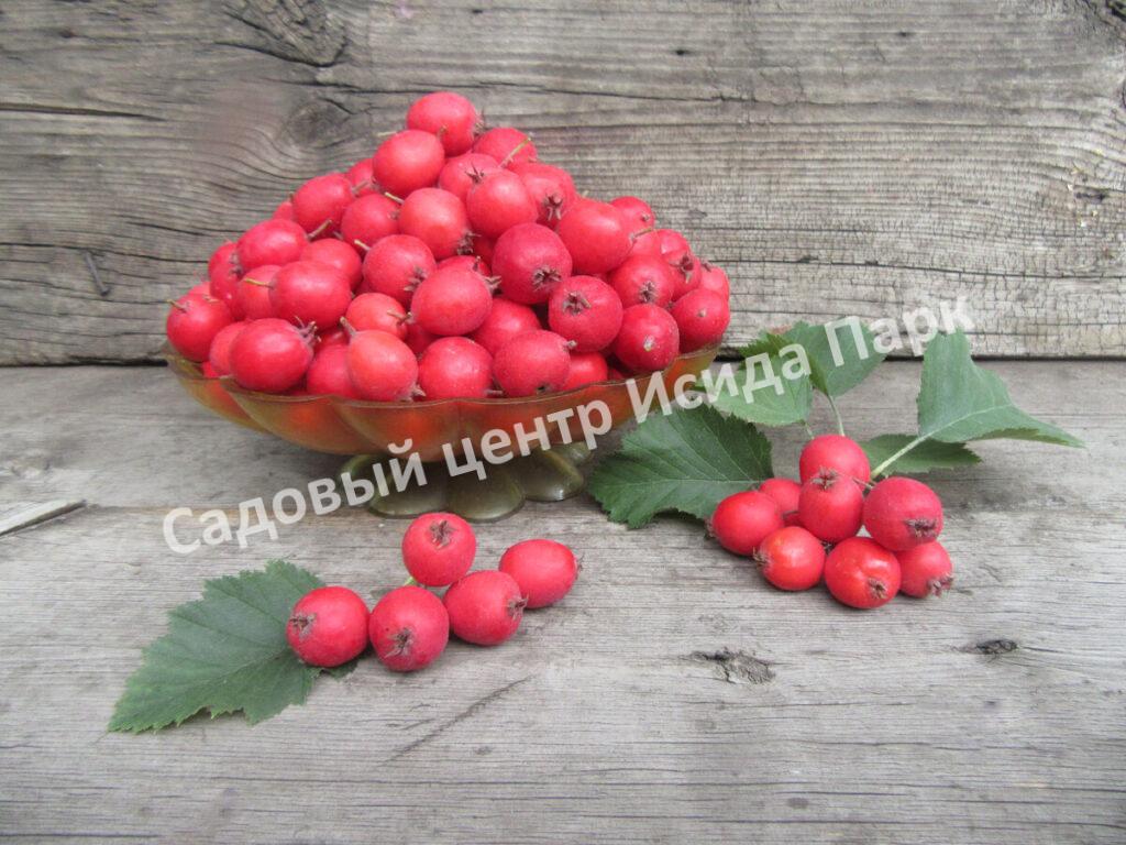 Боярышник Арнольда (arnoldiana)