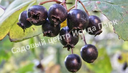 Боярышник Черный (nigra) Боярышник Черный (nigra)